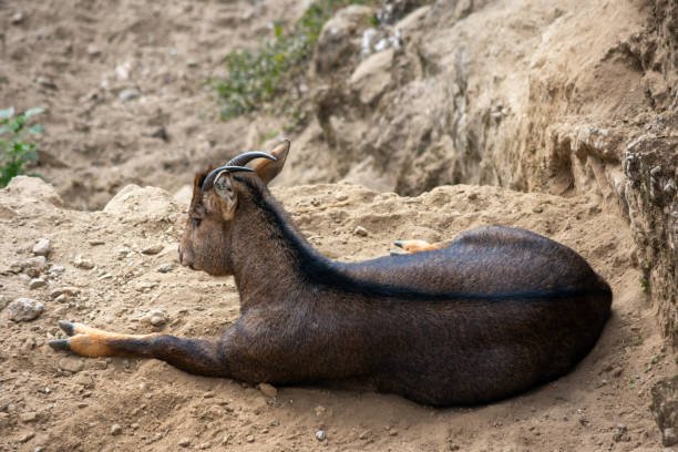 Goral