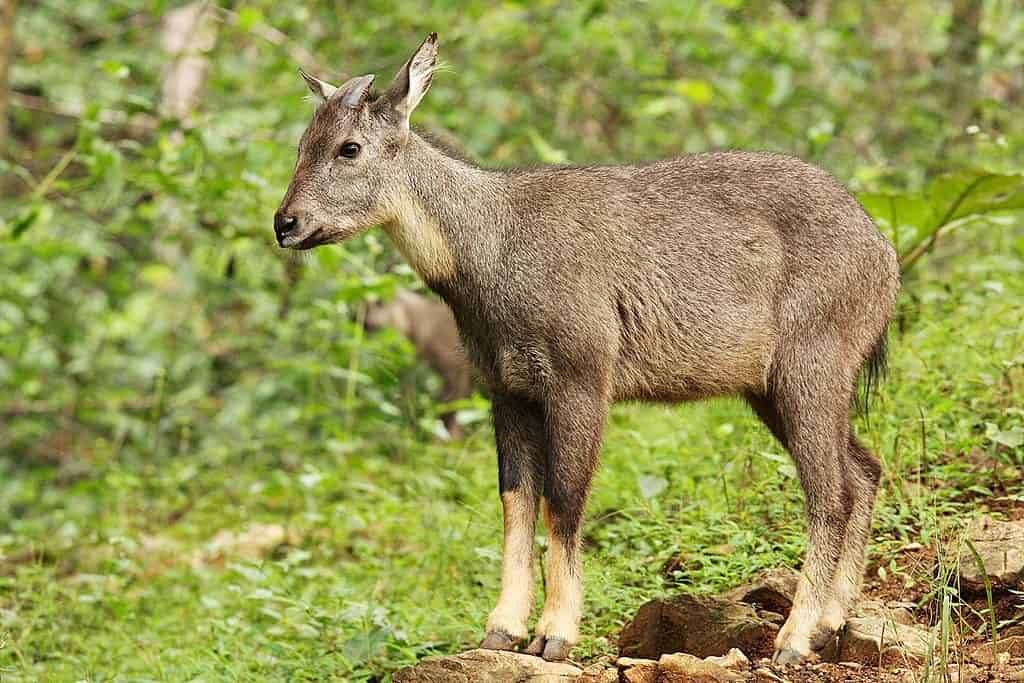 Goral Blue
