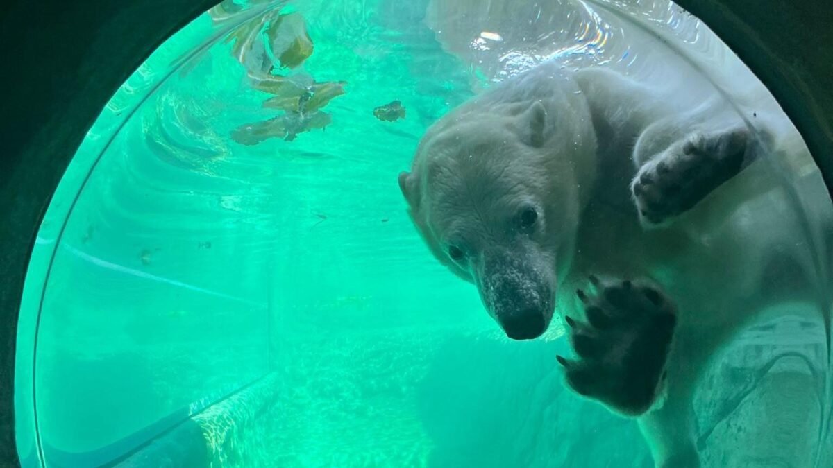Polar Bears