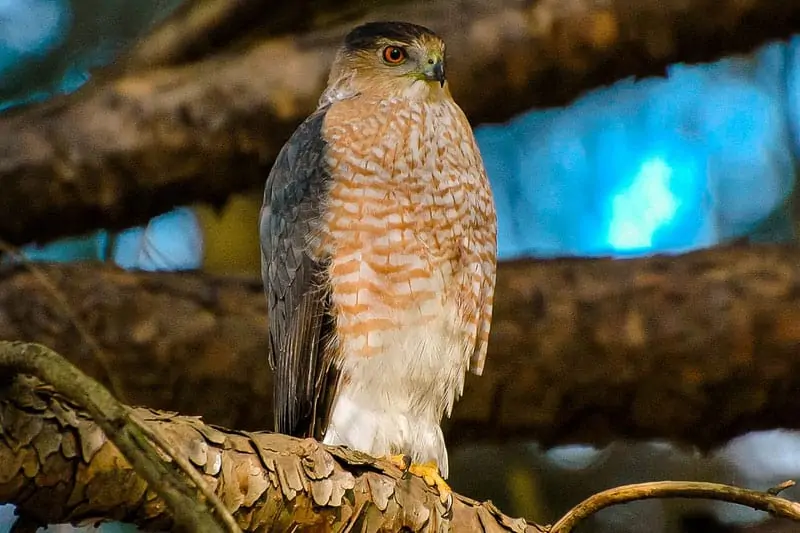 Hawks in Texas